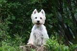 WESTIE 449